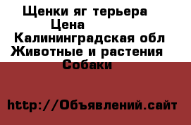 Щенки яг терьера  › Цена ­ 2 000 - Калининградская обл. Животные и растения » Собаки   